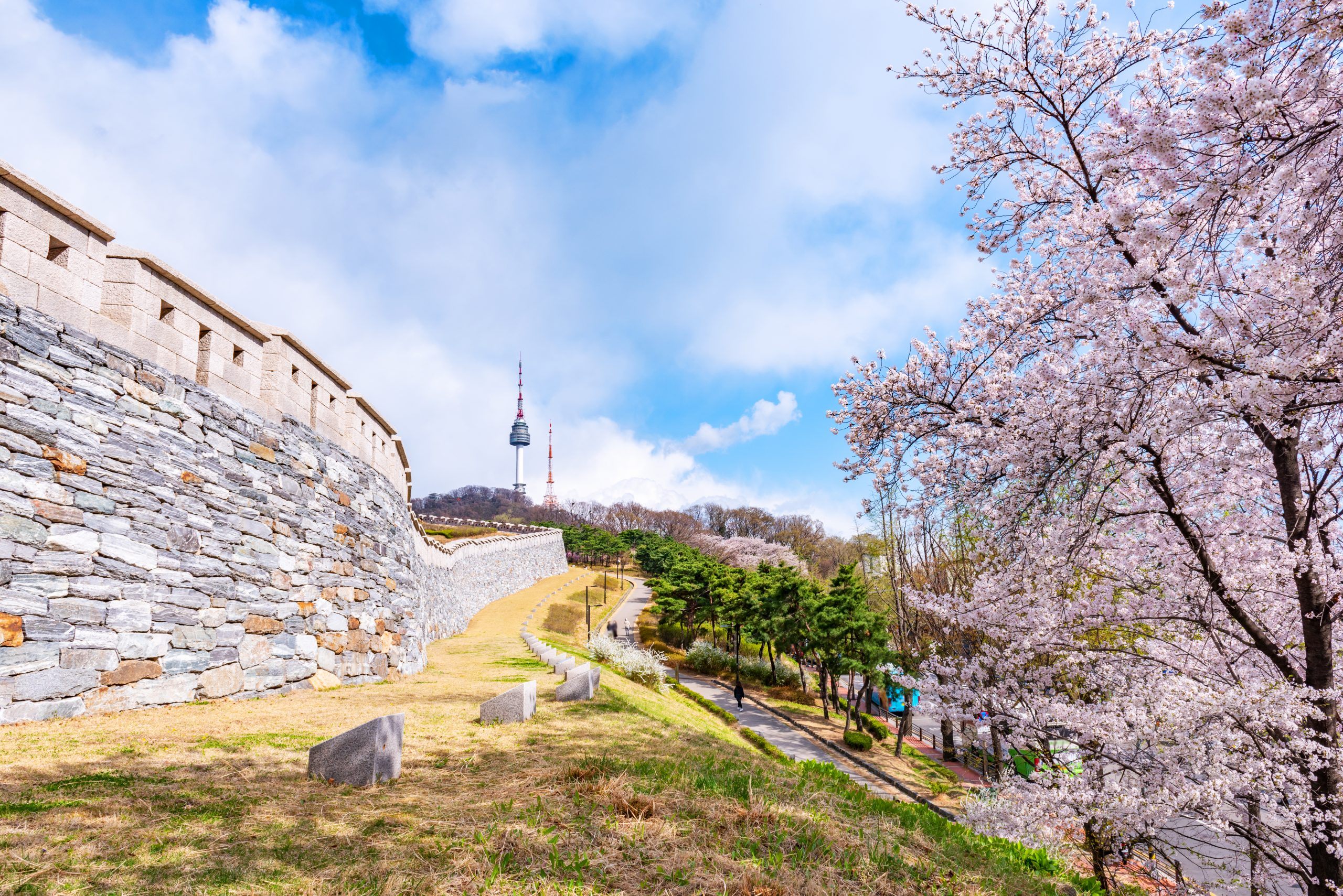 Cherry blossom at Namsan Park  in Seoul  City South Korea 